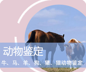 动物鉴定 动物鉴定